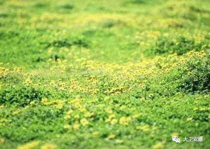 野菊花电影网的安全性