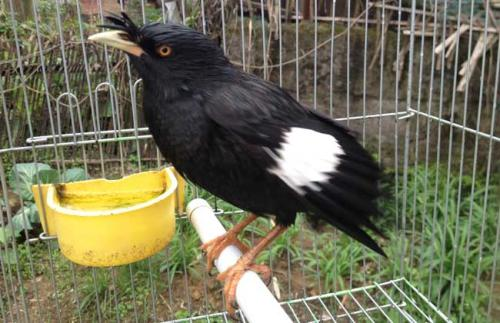 免费八哥电影网的访问速度