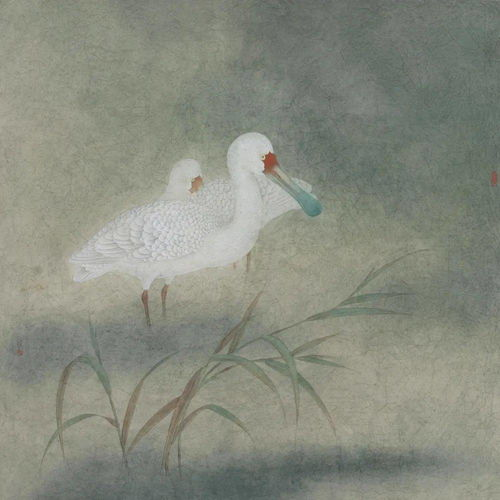 明日花的情感共鸣与艺术价值