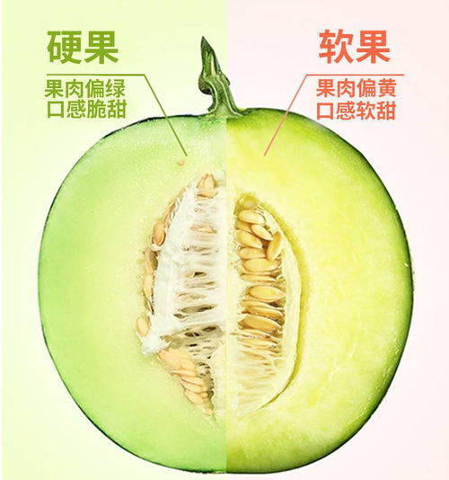 蜜瓜电影网简介