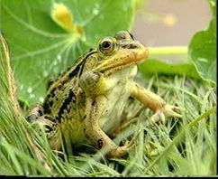 青蛙电影网站的社区互动