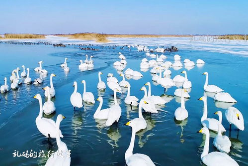 黄河口电影网简介