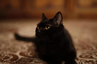 猫电影网的特色服务