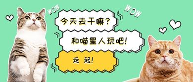 如何安全高效地使用猫电影网