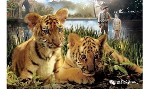 如何安全使用四虎免费电影网