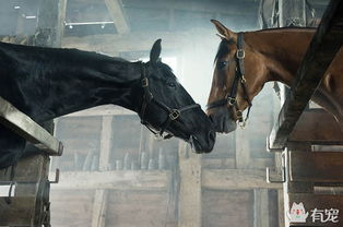 无敌马电影网的安全性