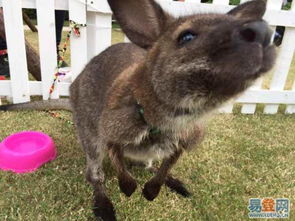 袋鼠电影网概述