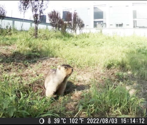 动物世界：生物多样性的展示