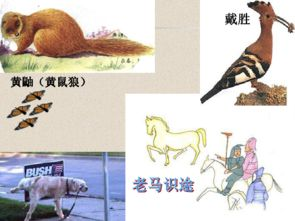 动物世界：生态保护意识的培养