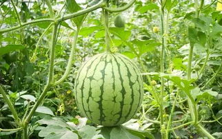 92看看电影网西瓜的安全性