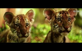 大猫电影网的优势