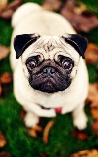 八哥理论电影网手机版观影体验优化