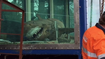 鲨鱼电影的惊悚元素