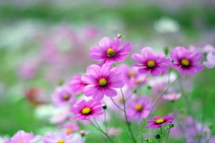 野花电影网理论片的分类