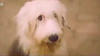 兔八哥电影网站的特点