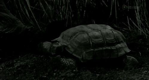 如何选择合适的恐怖电影网站