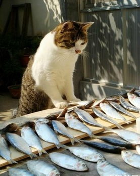 如何在线观看《春天猫》