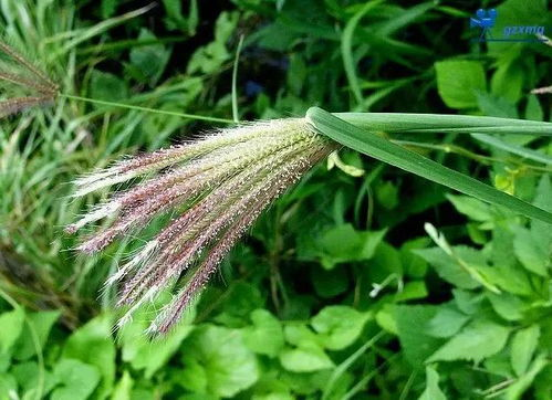 野草电影网概述