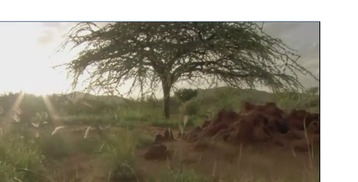 大树电影网简介