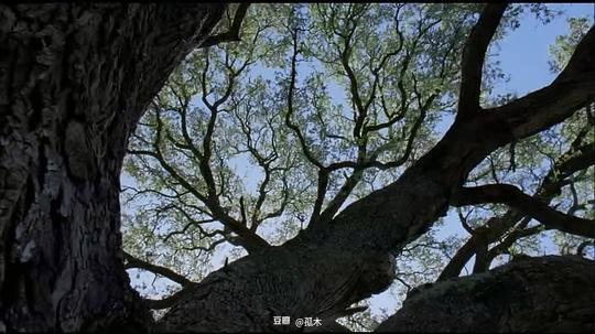 大树电影网的更新速度