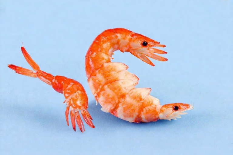 虾皮注册邮箱可以修改吗,虾皮注册电邮怎么填写