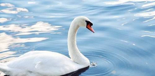 政策黑天鹅与市场情绪的共振效应