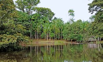 雨林的生态王国:立体交织的生命网络