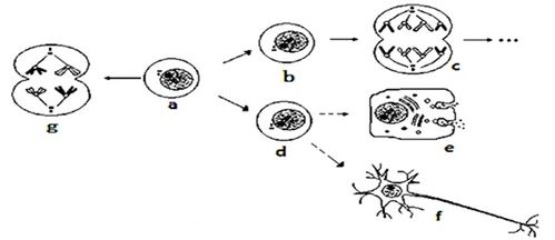ozone layer造句,ozonelayer造句