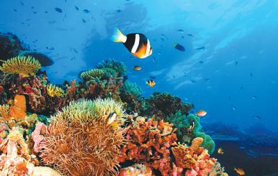 珊瑚网站,珊瑚大全