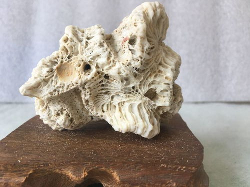 珊瑚是什么店,珊瑚是哪个国家的品牌