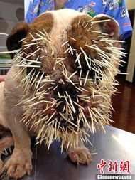 豪猪接码注册,豪猪网兼职