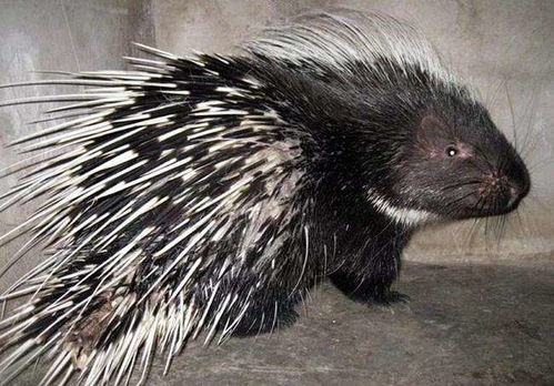 豪猪接码注册怎么注册账号,豪猪网怎么赚钱