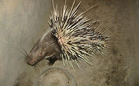 豪猪接码app,豪猪接码官网