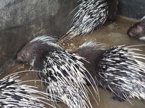 豪猪接码注册地址,豪猪网app下载赚零