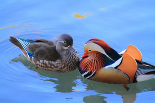 一、野鸭子的生活习性介绍