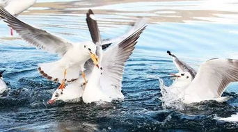 二、高清在线观看野鸭子的技巧