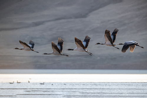四、野鸭子保护与生态平衡的重要性