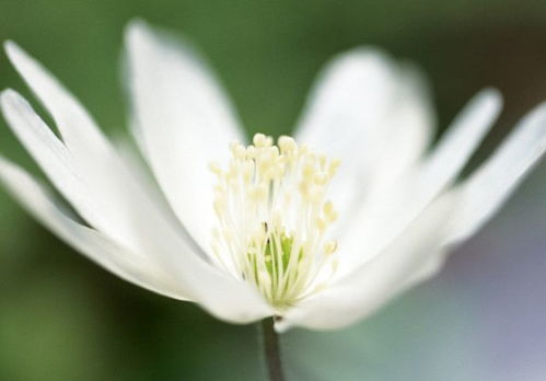 二、野花图片与视频的SEO优化