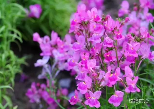 三、野花种类介绍与特点