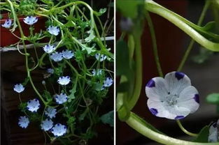 五、野花保护法律法规