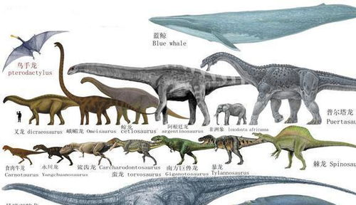 二、恐龙岛上的生物多样性