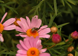 一、韩国野花的种类与特点