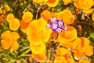 四、野花视频的制作技巧