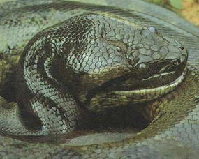 四、应对狂蟒之灾的有效方法