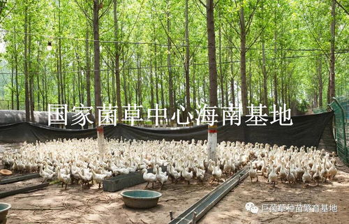 五、天堂电影在线的发展前景