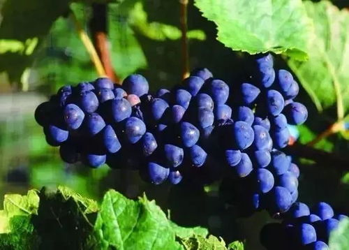 一、葡萄成熟时电影背景与文化内涵