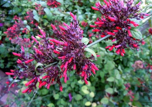 一、忘忧草影音资源平台介绍