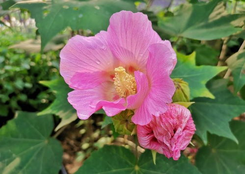 一、樱花草影院的优势