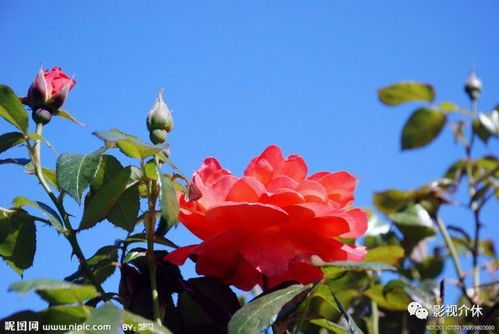 五、樱花草影院的特色功能