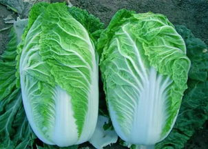 五、半截白菜的搭配建议